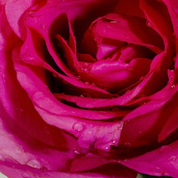 Close-up view of beatiful dark red rose