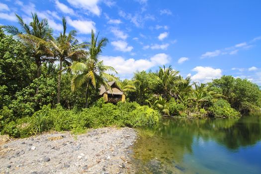 Beautiful Palm Trees on the Tropical Island.
