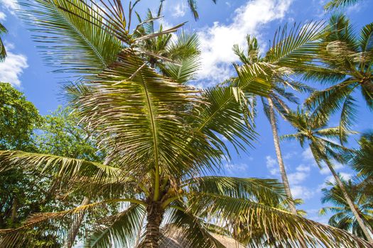 Beautiful Palm Trees on the Tropical Island.