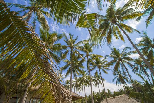 Beautiful Palm Trees on the Tropical Island.