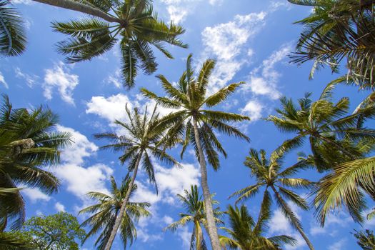 Beautiful Palm Trees on the Tropical Island.