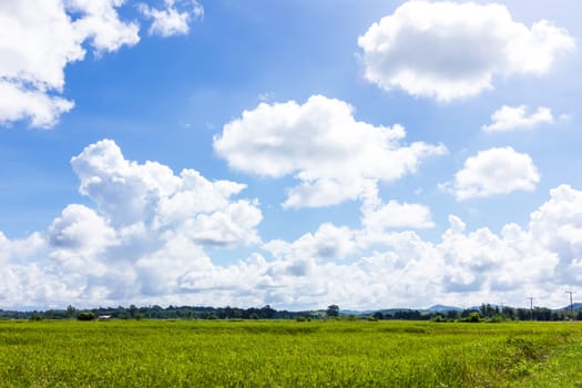 Green rice field and blue sky with clouds.