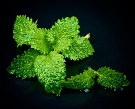 Bunch of Perfect Raw Fresh Green Mint Leafs with Water Drops isolated on Wet Black Stone background