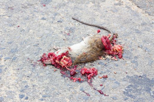 Dead rat on road with blood because of vehicles