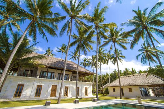 Beautiful Palm Trees on the Tropical Island.