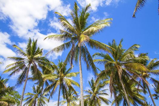 Beautiful Palm Trees on the Tropical Island.