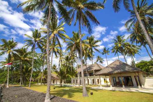 Beautiful Palm Trees on the Tropical Island.