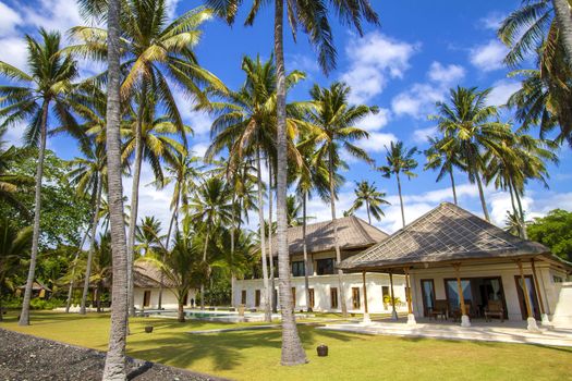 Beautiful Palm Trees on the Tropical Island.