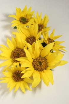 Yellow flowers on a white surface