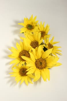 Yellow flowers on a white surface