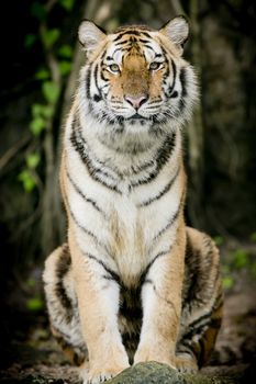 Portrait of tiger