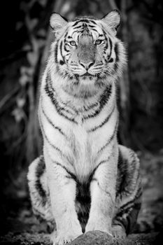 Black & White Tiger