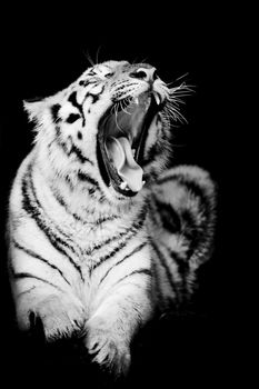 Black & White Tiger