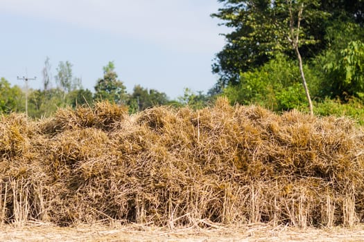 Bales of rice straw in countryside at harvest time.
