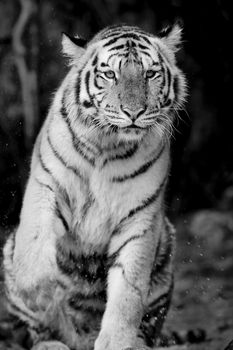 Black & White Tiger