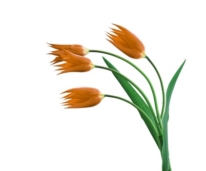 Four tulips isolated on a white background