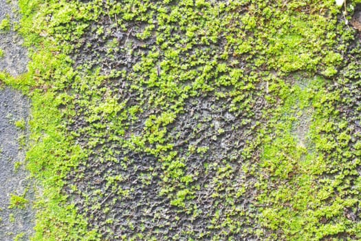 Moss on old concrete wall texture background