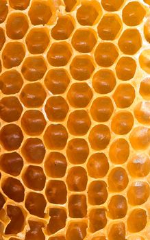 Honeycomb background or texture