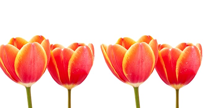 bouquet of red tulips isolated on white
