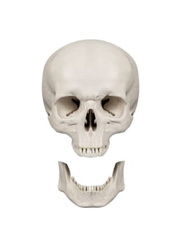 human scull isolated on white background