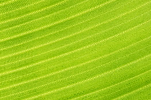 Closeup picture of a banana leaf showing its texture 