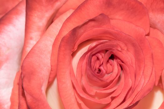 Closeup shot of a pink rose focus to the center 