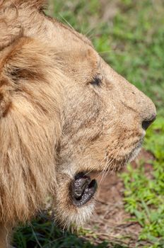 Portrait of a male lion from the side.