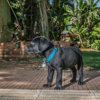 Labrador Puppy playing outside