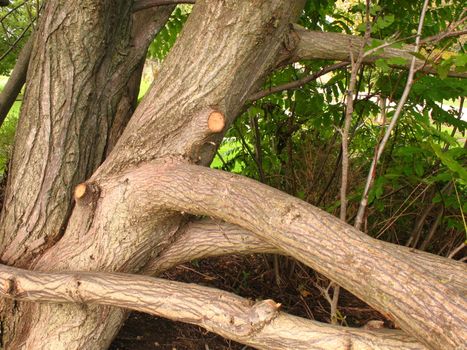 Autumnal pruning