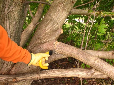 Autumnal pruning