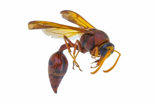brown Paper Wasp (Polistes metricus) isolated on white background.