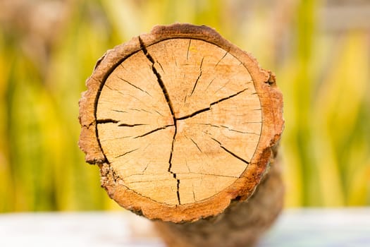 Top view of a tree stump 