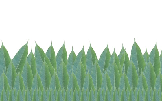 frame made of green leaves of mango tree isolated on white background.