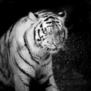 Black & White Tiger