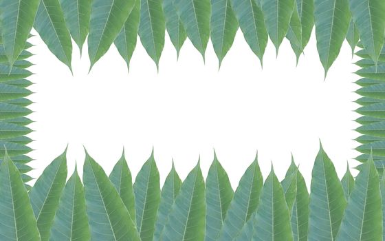 frame made of green leaves of mango tree isolated on white background.