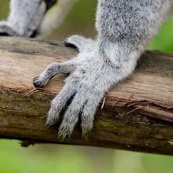 ring-tailed lemur (lemur catta)