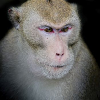 Portrait of monkey