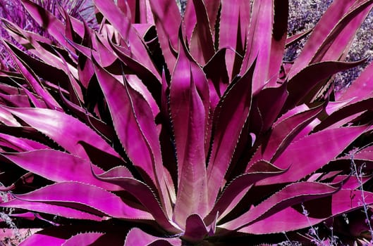 Dark pink leaves of an agave succulent