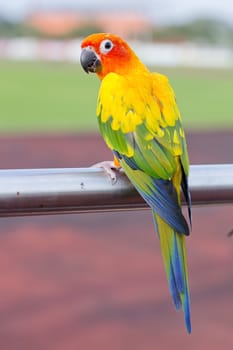 Blue-and-Yellow Macaw (Ara ararauna), also known as the Blue-and-Gold Macaw