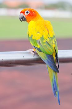 Blue-and-Yellow Macaw (Ara ararauna), also known as the Blue-and-Gold Macaw