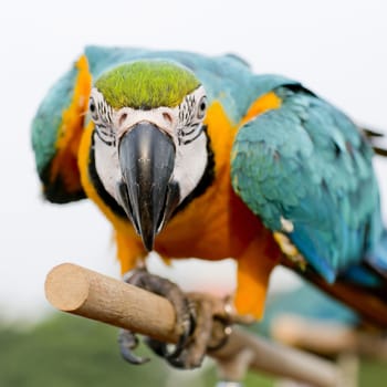 Blue-and-Yellow Macaw (Ara ararauna), also known as the Blue-and-Gold Macaw