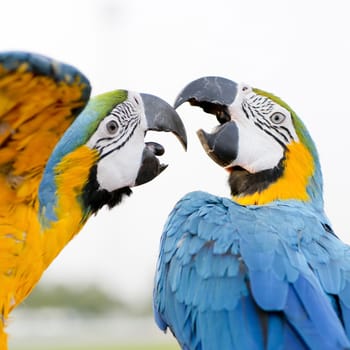 Blue-and-Yellow Macaw (Ara ararauna), also known as the Blue-and-Gold Macaw