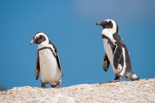 African penguins (Spheniscus demersus), also known as jackass penguins or black-footed penguins at the Boulders section of the Table Mountain National Park at Simonstown in Cape Town, South Africa
