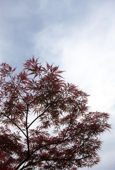 Pink leaves on the branches of the Japanese maple (Acer palmatum)