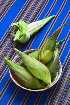 Basket of cobs of white corn called Choclo (Spanish), in English Peruvian or Cuzco corn, typically found in Peru and Bolivia and used in traditional dishes, such as the Peruvian ceviche (Photographed with natural light) (Selective Focus, Focus on the upper cobs)   