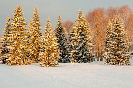 Snow covered trees in the morning light