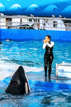 MIAMI,US - JANUARY 24,2014: Lolita,the killer whale at the Miami Seaquarium.Founded in 1955,the oldest oceanarium in the United States,the facility receives over 500,000 visitors annually 