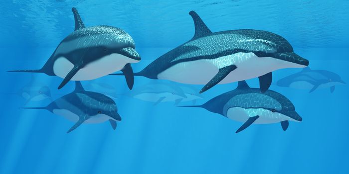 Striped dolphins live in a group called pods and forage the ocean for fish prey.