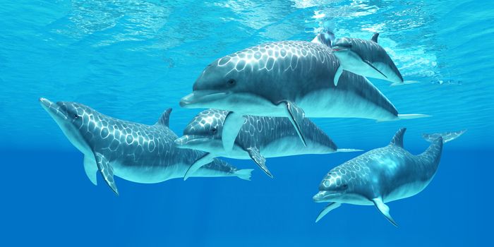 Bottlenose dolphins live in a group called pods and forage the ocean for fish prey.