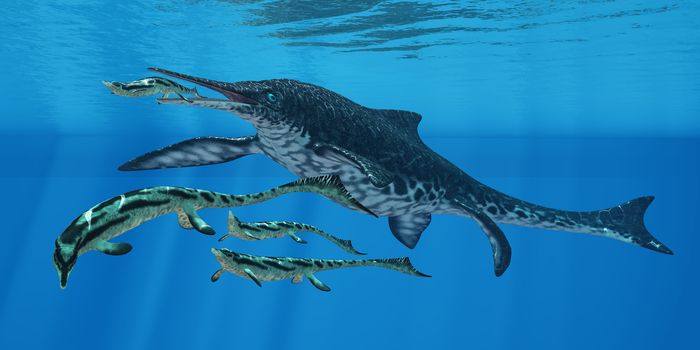 Shonisaurus Ichthyosaur was an enormous marine reptile that hunted prey such as Cymbospondylus in the Late Triassic Period.